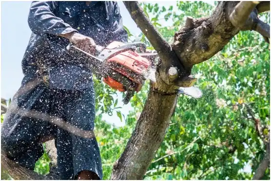 tree services Rockwood